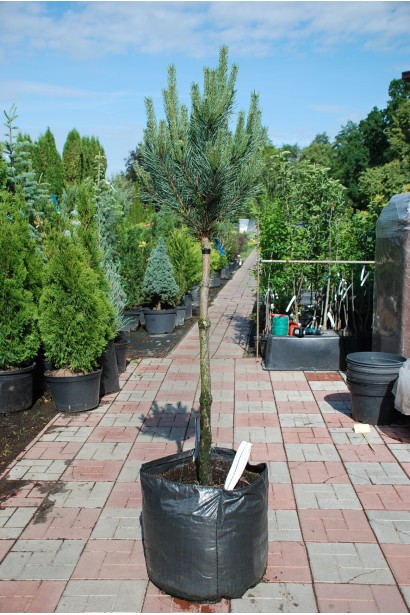 Сосна звичайна Ватерері (штамб)